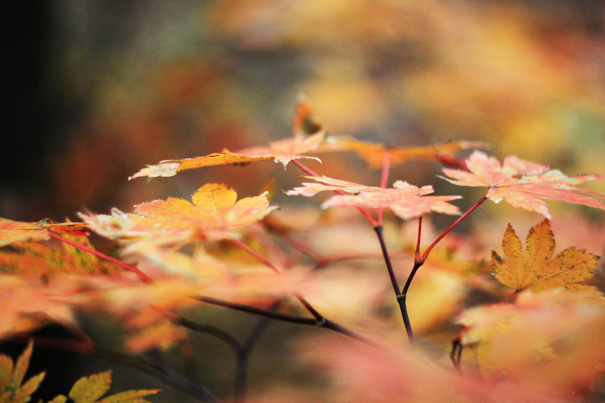 Сквозь листву - в Осень.... - Katrin Anchutina