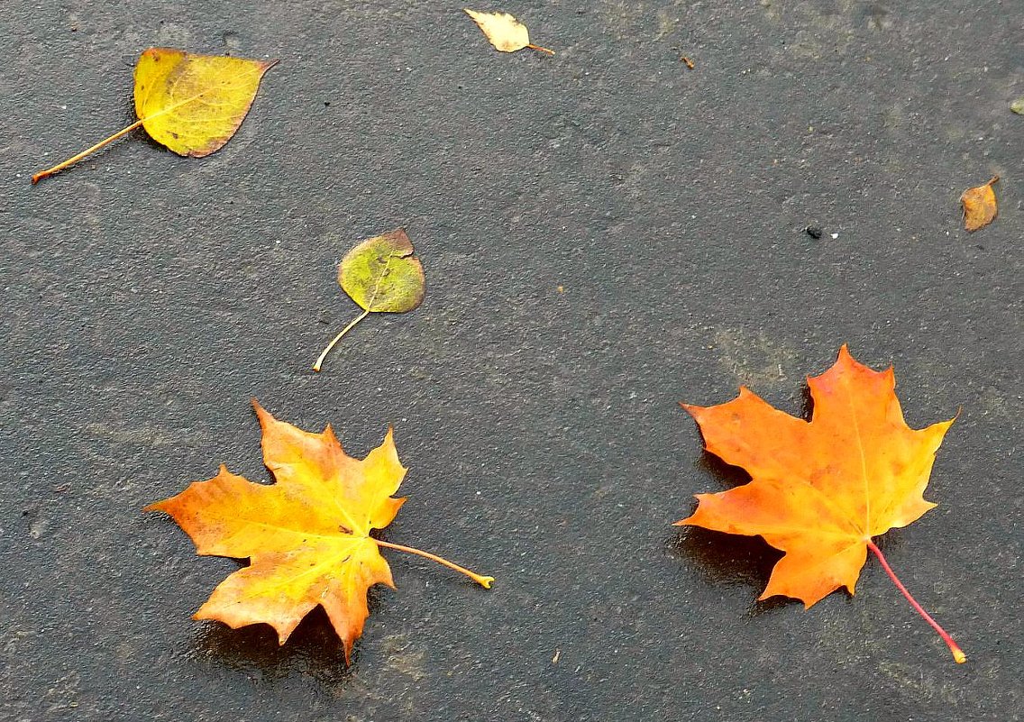 ... - Сергей Кордумов