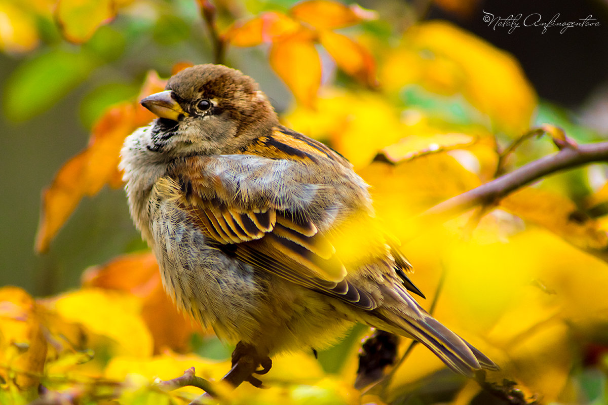 Нахохлился - Наталия Анфиногентова