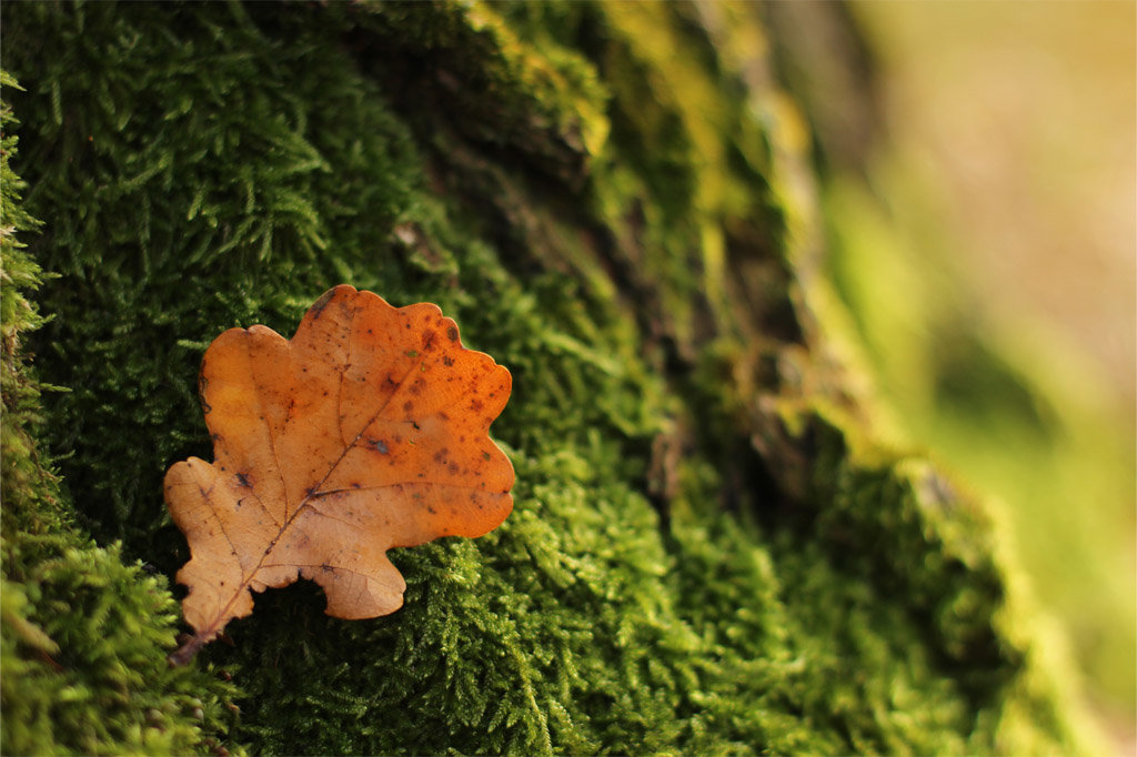... - Александра Гусева