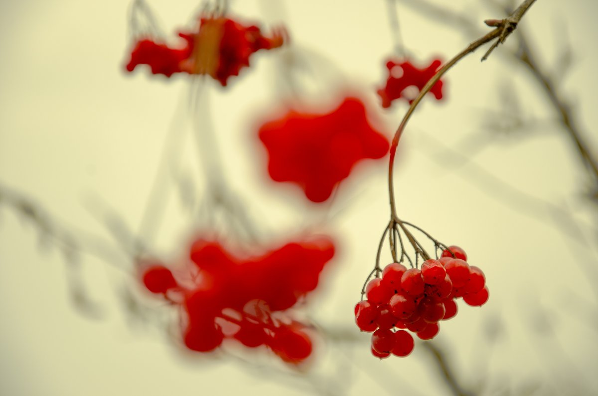 капли калины - Евдокия Шибалова 