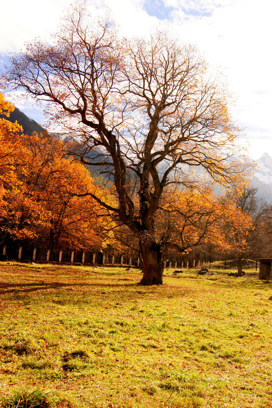 Золотая осень... - Анастасия 