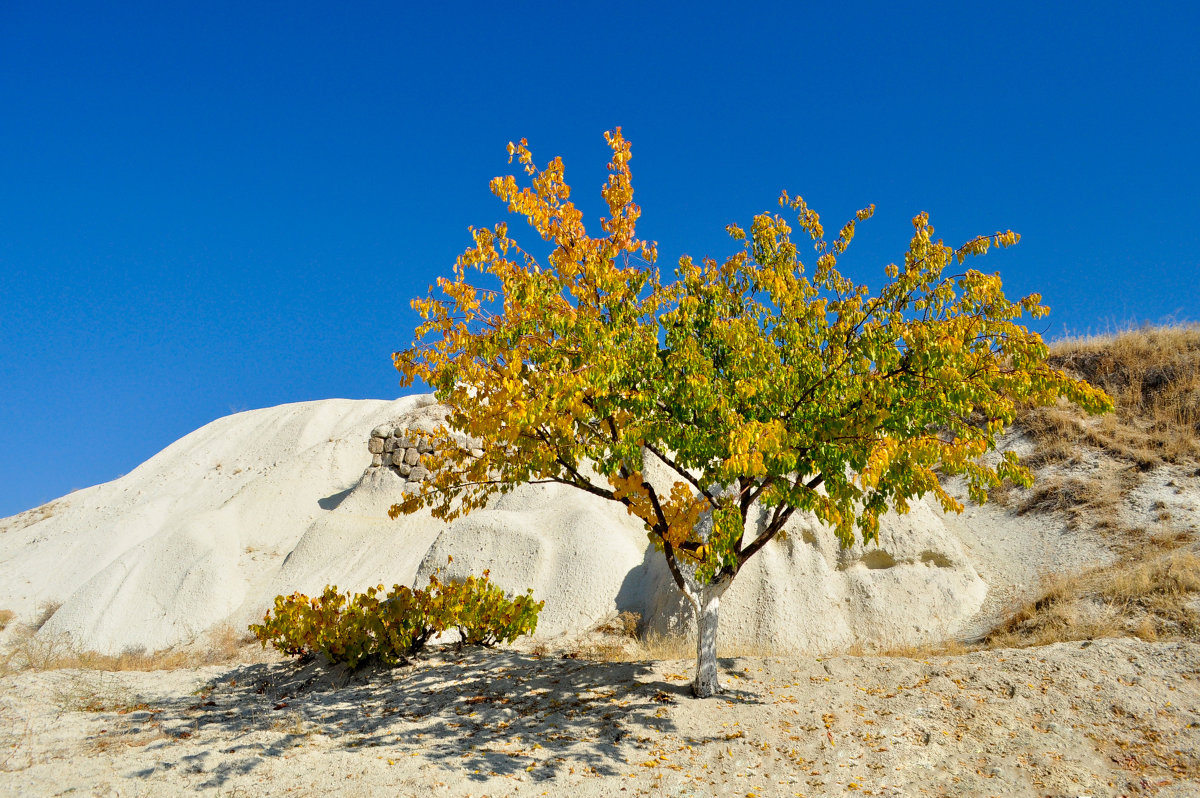 Одинокая груша - Yana Sergeeva