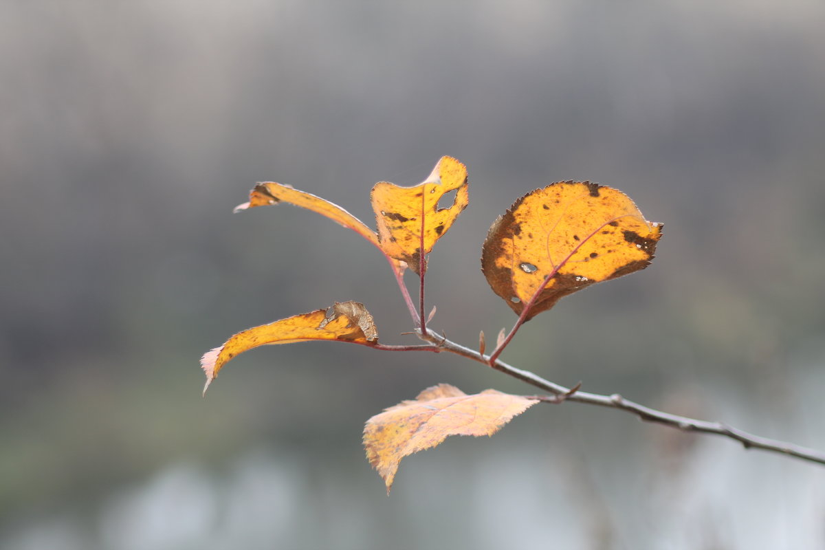 немного ярких красок - Дмитрий Симонов