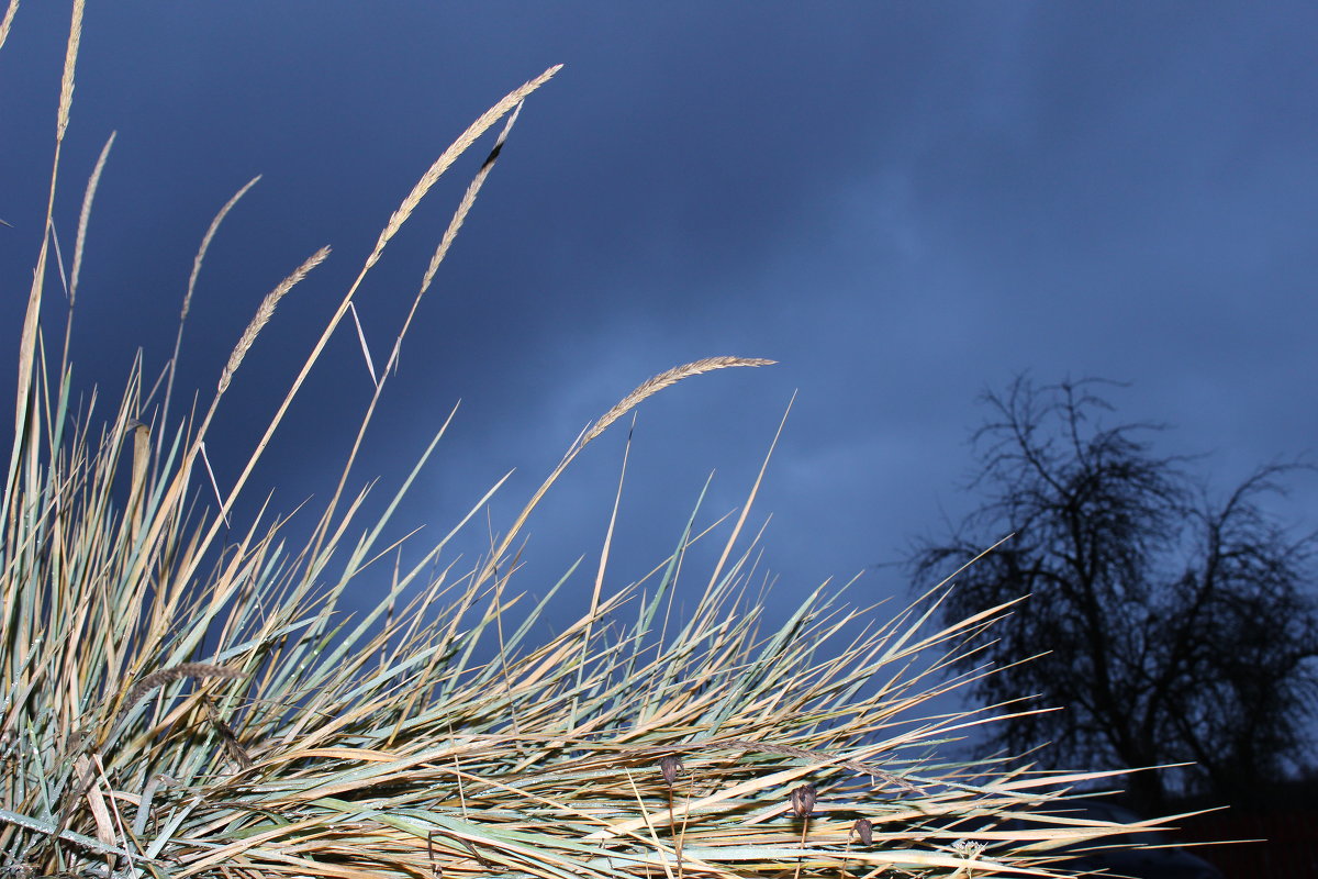 Малиновый рай - Agata 