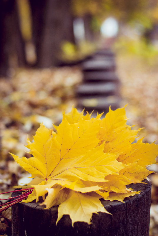 ... - Алена Кондратьева