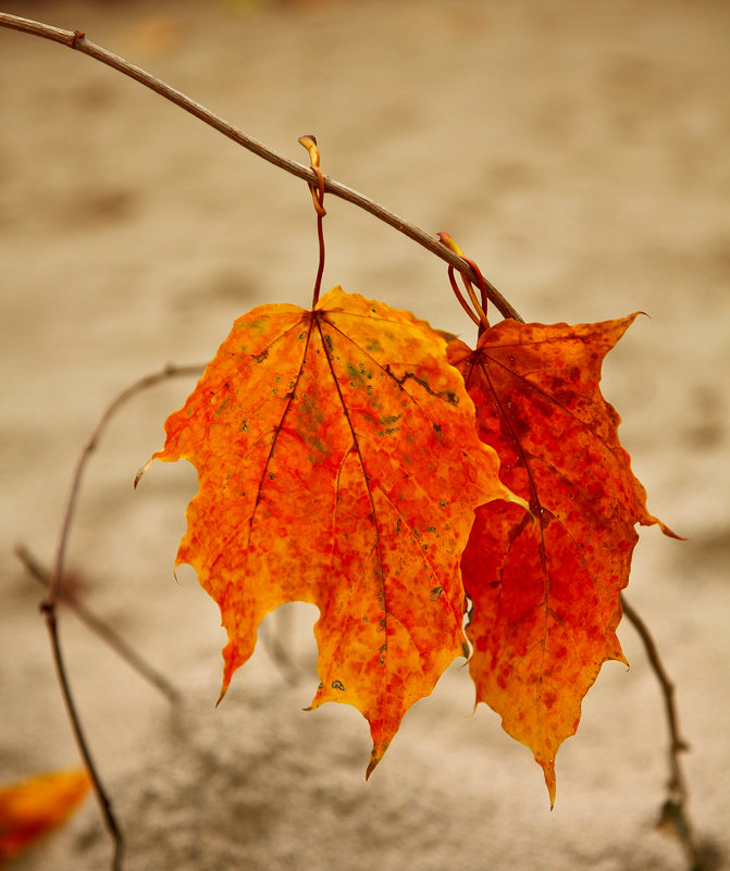 Oceнь она и в Берлине осень - Alexander Schmidt Oceнь она и в Берлине осень - Alexander Schmidt