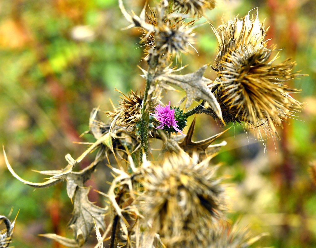 репей - Сергей Леонтьев