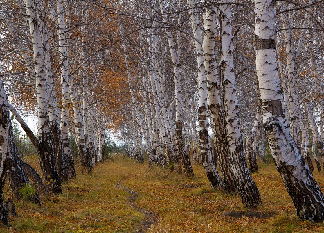 тропинка,,,,,, - александр варламов