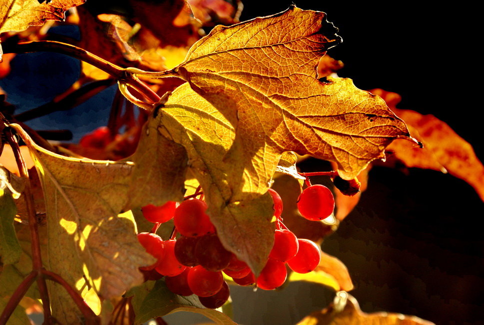 Багрец и золото - Алекс Андр