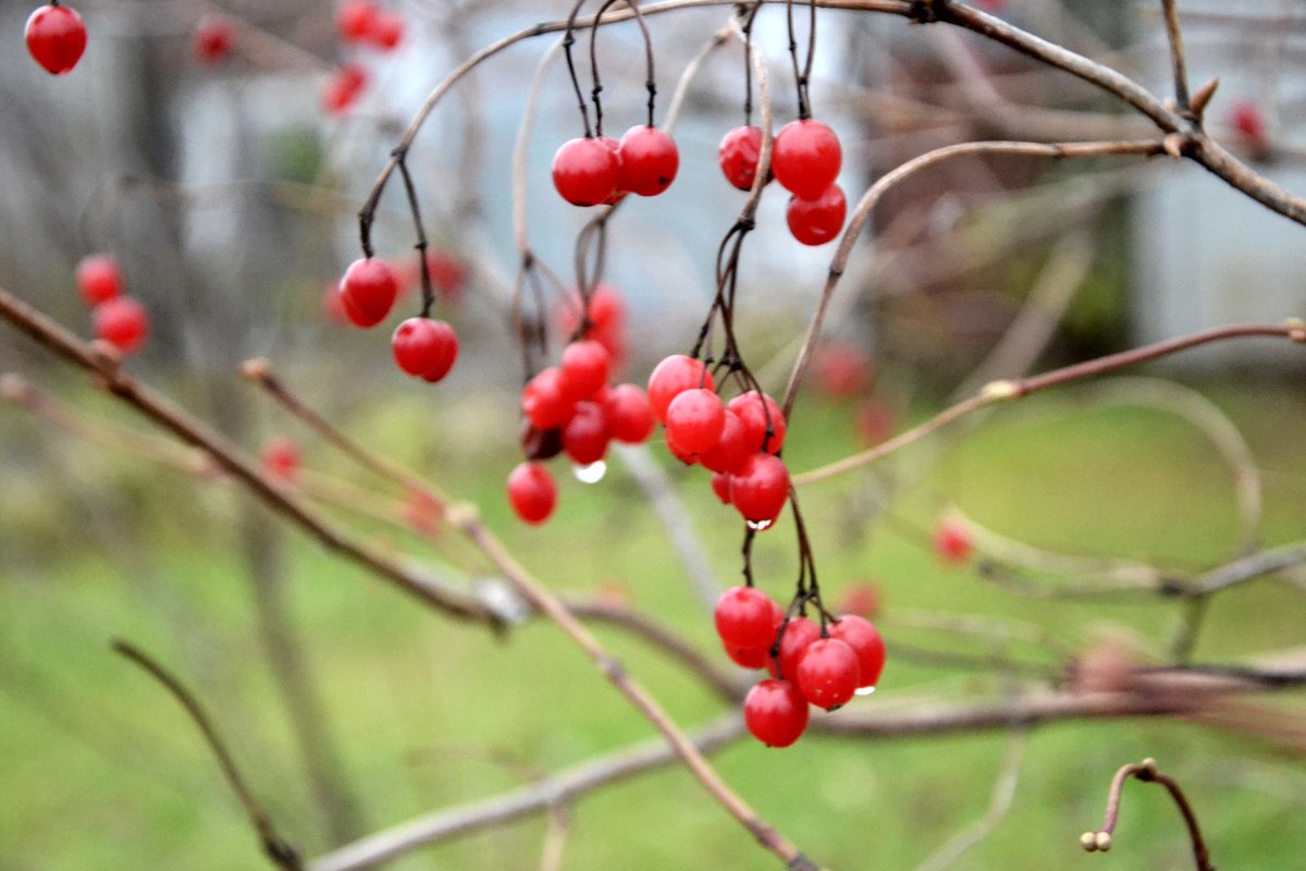 ... - Елизавета Смирнова