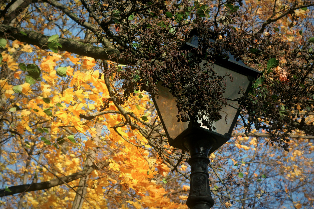 Божьи краски - Daniel Woloschin