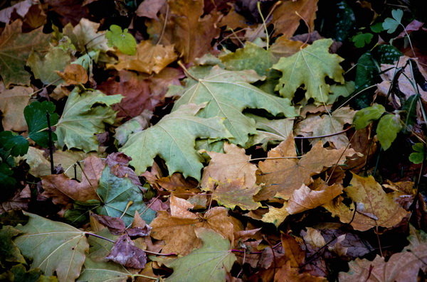 Поздняя осень - Светлана 