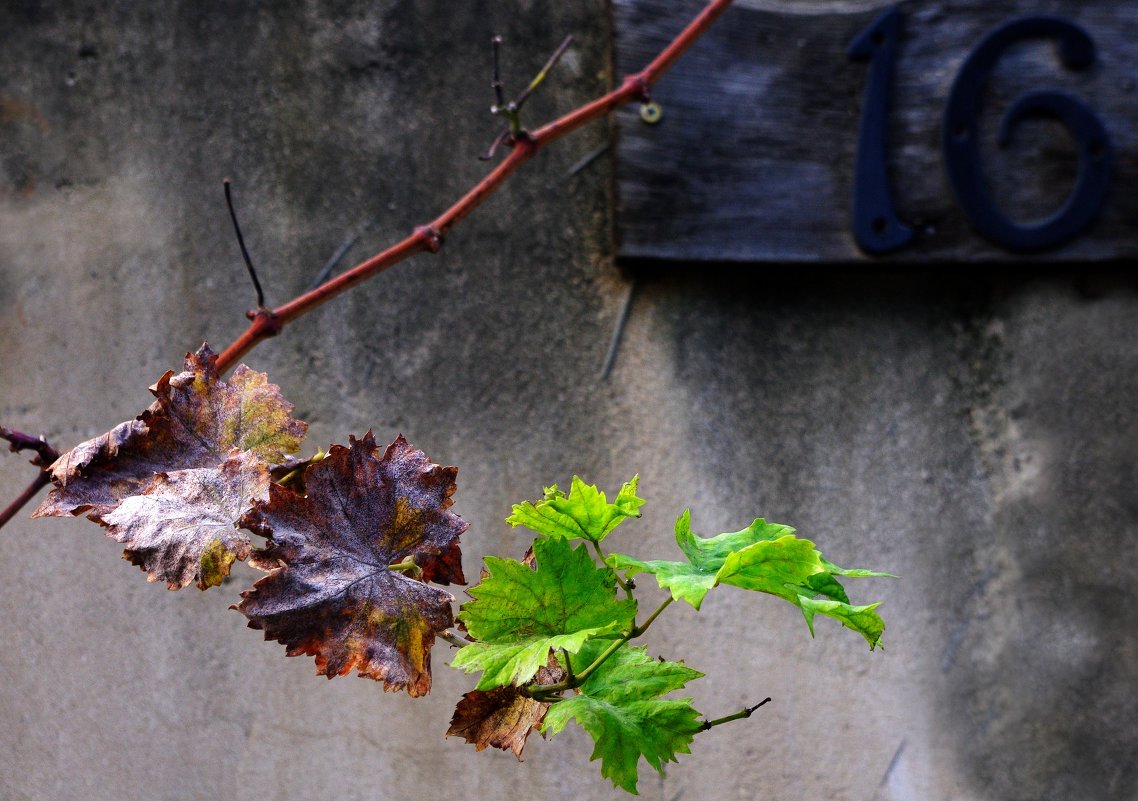 шестнадцатая осень - Евгений Мельников