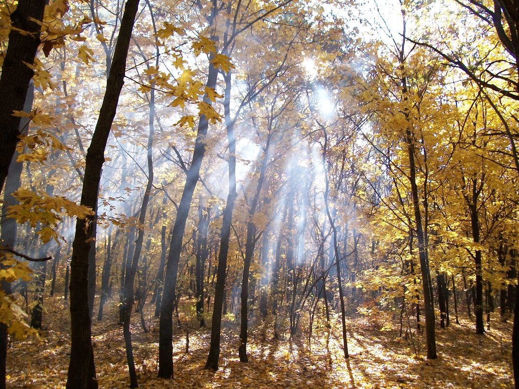 Ну-ка, солнце, ярче брызни! - Торритти 