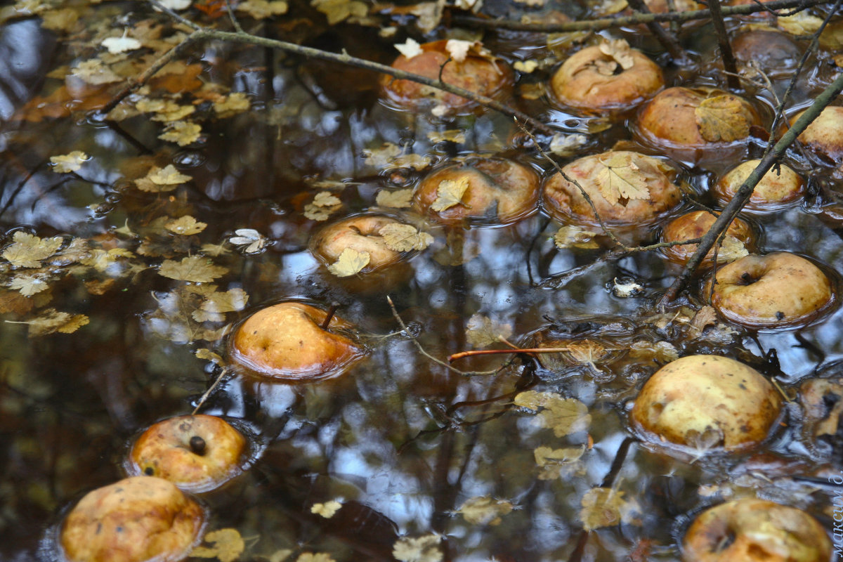 щедрость - Максим Должанский щедрость - Максим Должанский