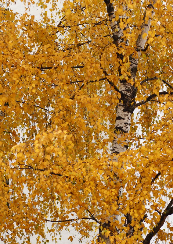 Осеннее настроение. - ВЯЧЕСЛАВ КОРОБОВ