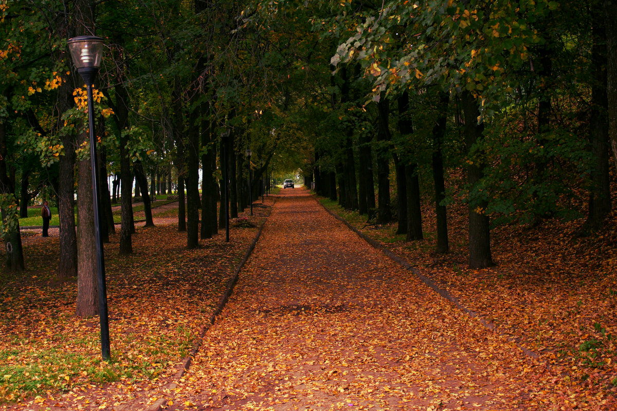 Аллея - Наталья Фролова