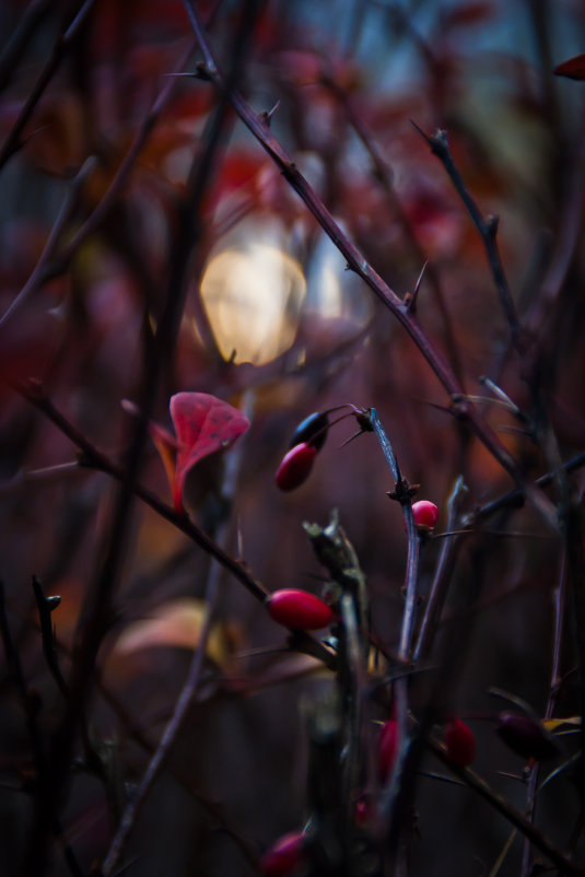 Солнце осени - Евгения Стасеня Солнце осени - Евгения Стасеня