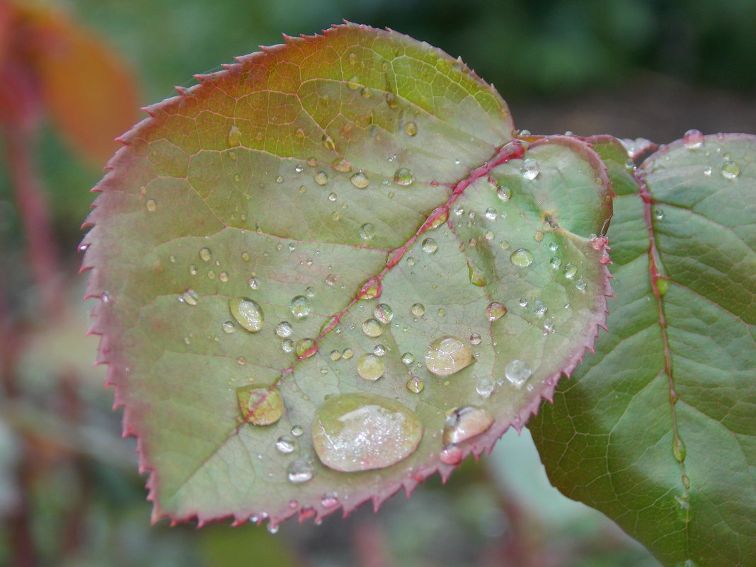 После дождя - Евгения 