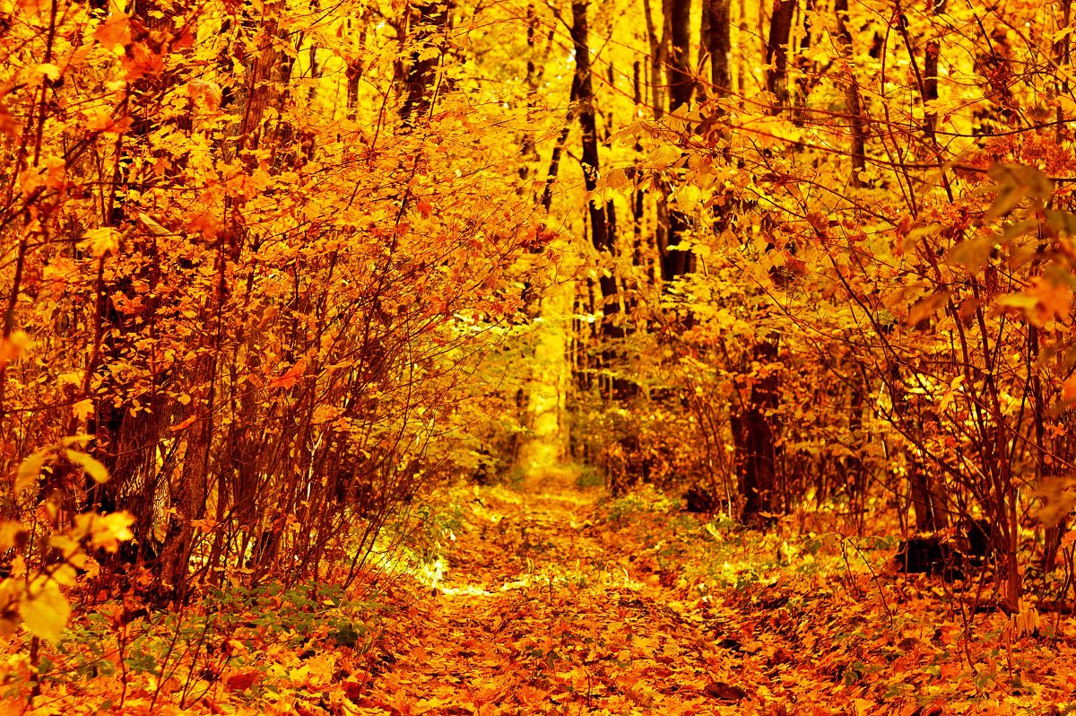 в поисках вдохновения - Дашуля 