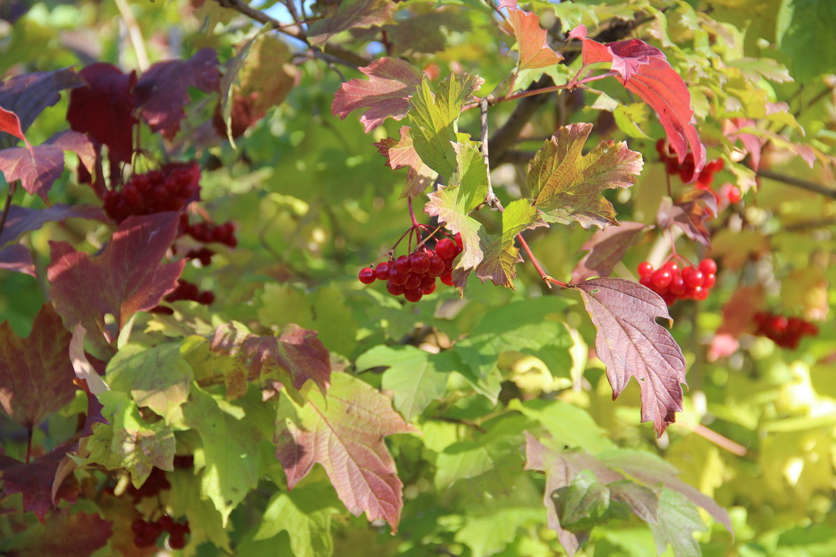 ... - Аркадий 