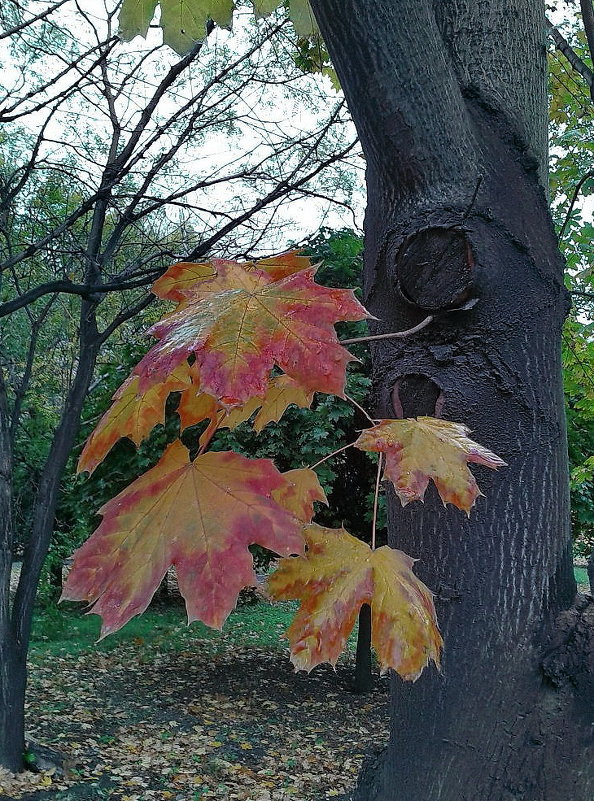 "...краски осени..." - Виктор Витренко 