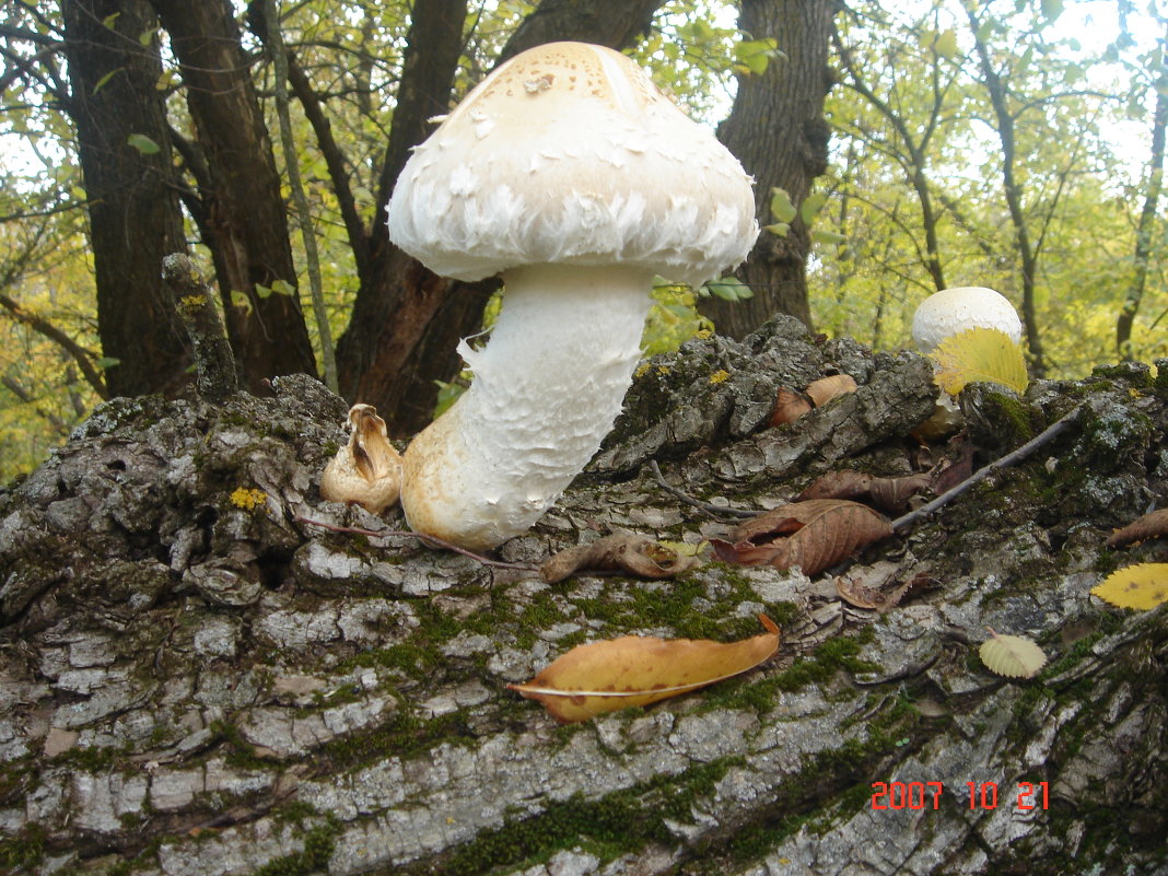 Грибы на берегу Дона - Андрей 