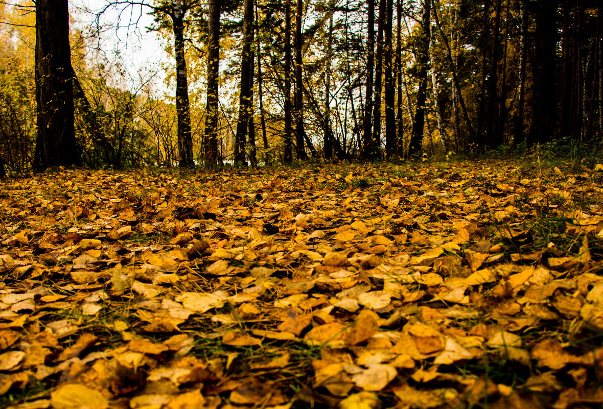 Опавшая листва - Алексей AvalonPR
