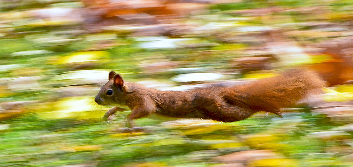 формула 1 )) - Natalie Bolotenkova