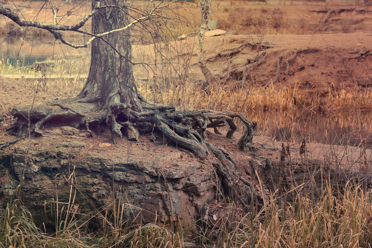 Корни осени - Denis Bazaroff