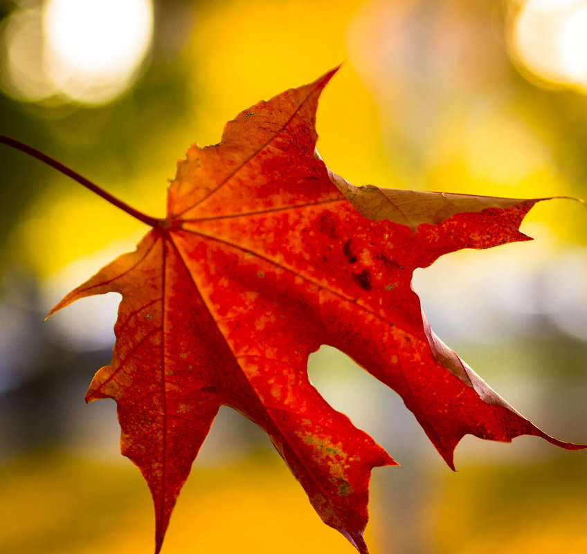 Кленовый лист - Lena Li