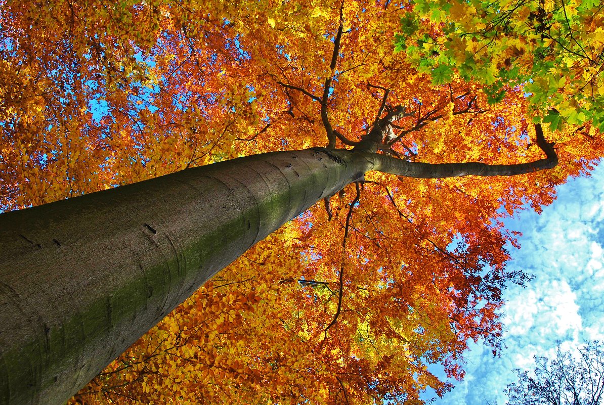 Осенняя глубина - Владимир Глазунов