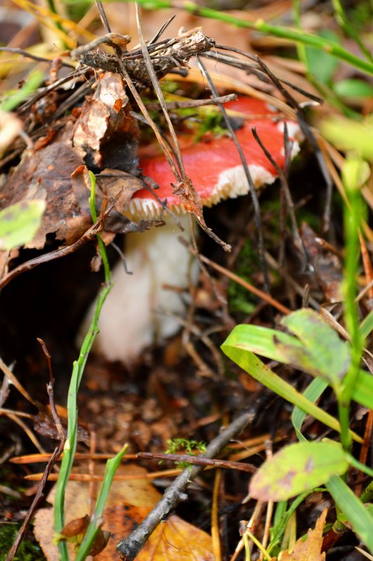 ... - Ангеліна Angel