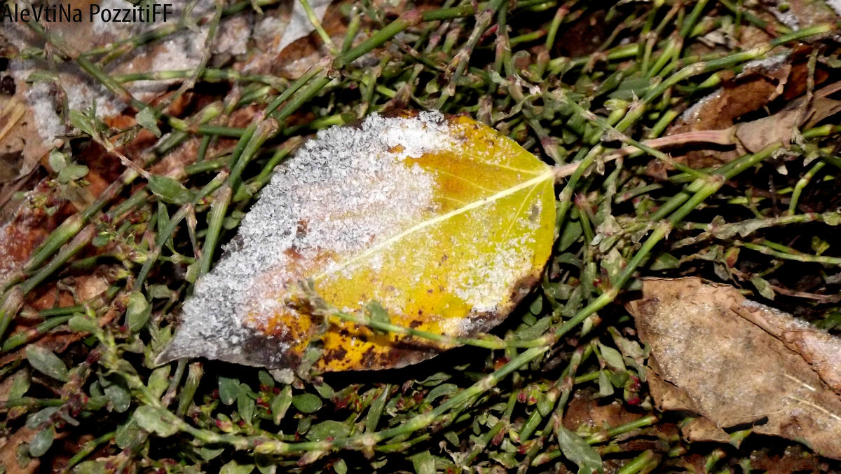 Первые заморозки - Алевтина ....