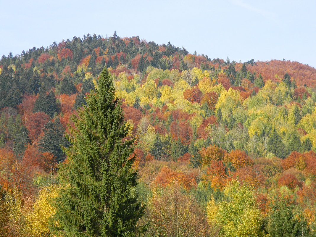 Осень в Карпатах - Валентина Донченко