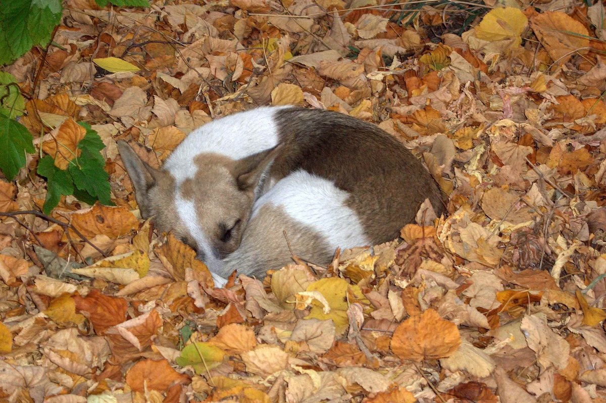 Холодает... - Alexander Baran