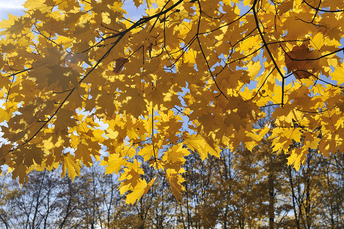 Осень в Коломенском - Анатолий Федотов Осень в Коломенском - Анатолий Федотов