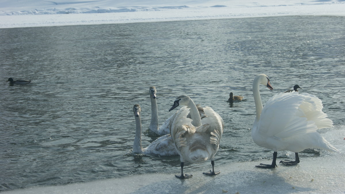 ... - василий камнский