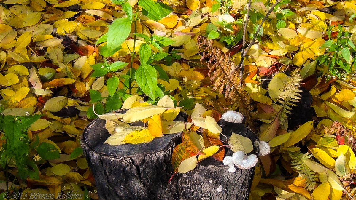 Пень запачкался в краски осени - Эдуард Робатень