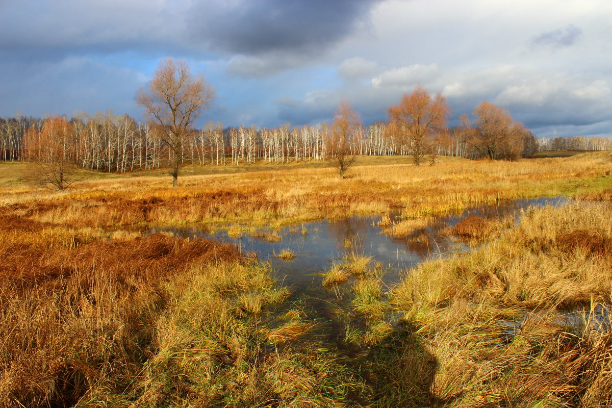 осень - Ворон Регги