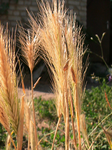 Колос - Катя 