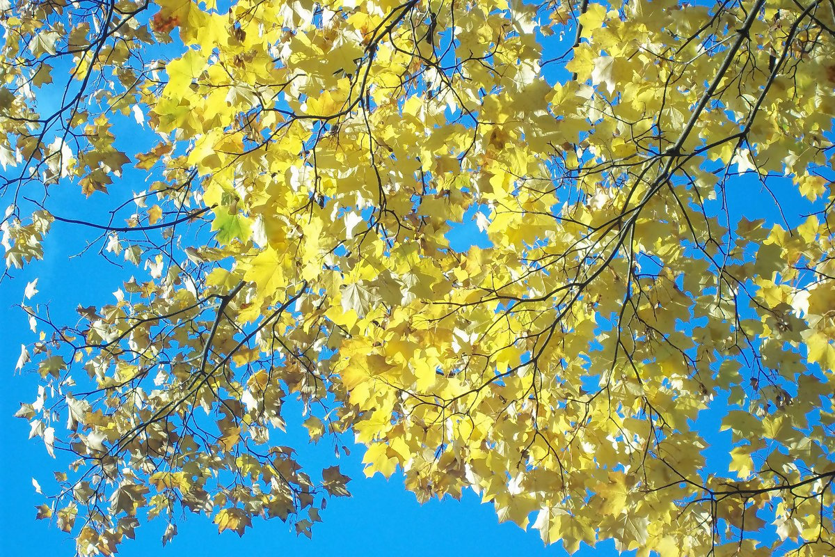 осенние краски - Анна 