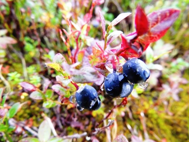 Осенняя рапсодия - Михаил Кадашников 