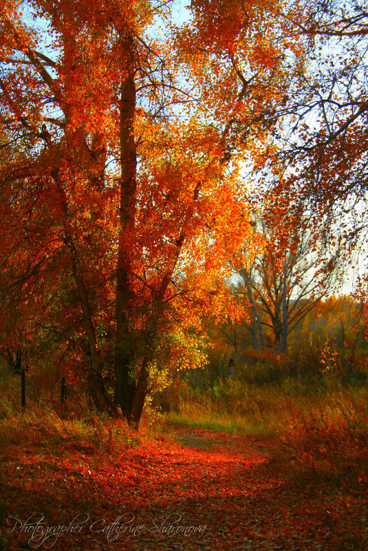 ... - Catherine Goryainova (Sharonova)