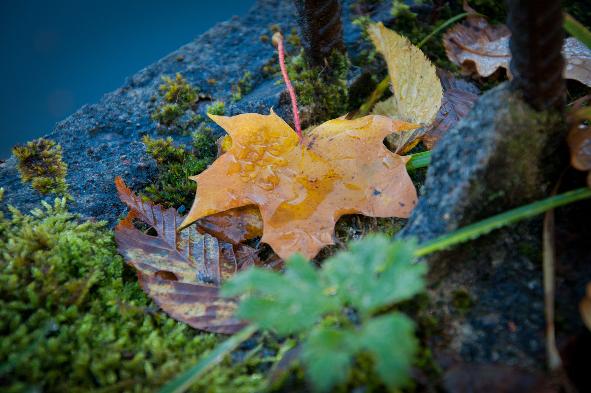 Осеннее настроение - Светлана 