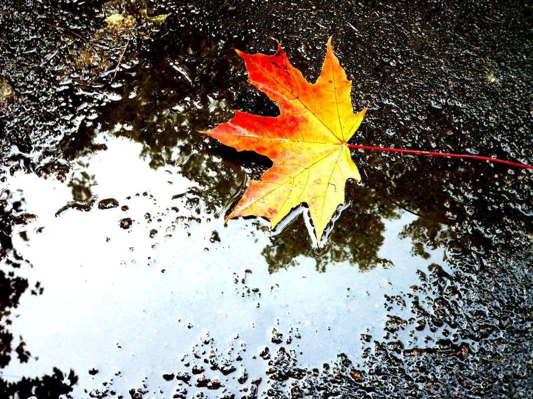 Листик - Анна 