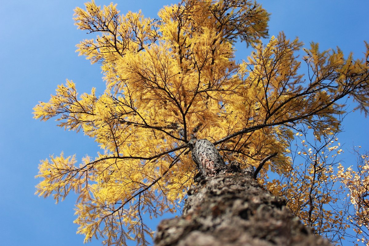 деревце осенью - Ириsк@ 