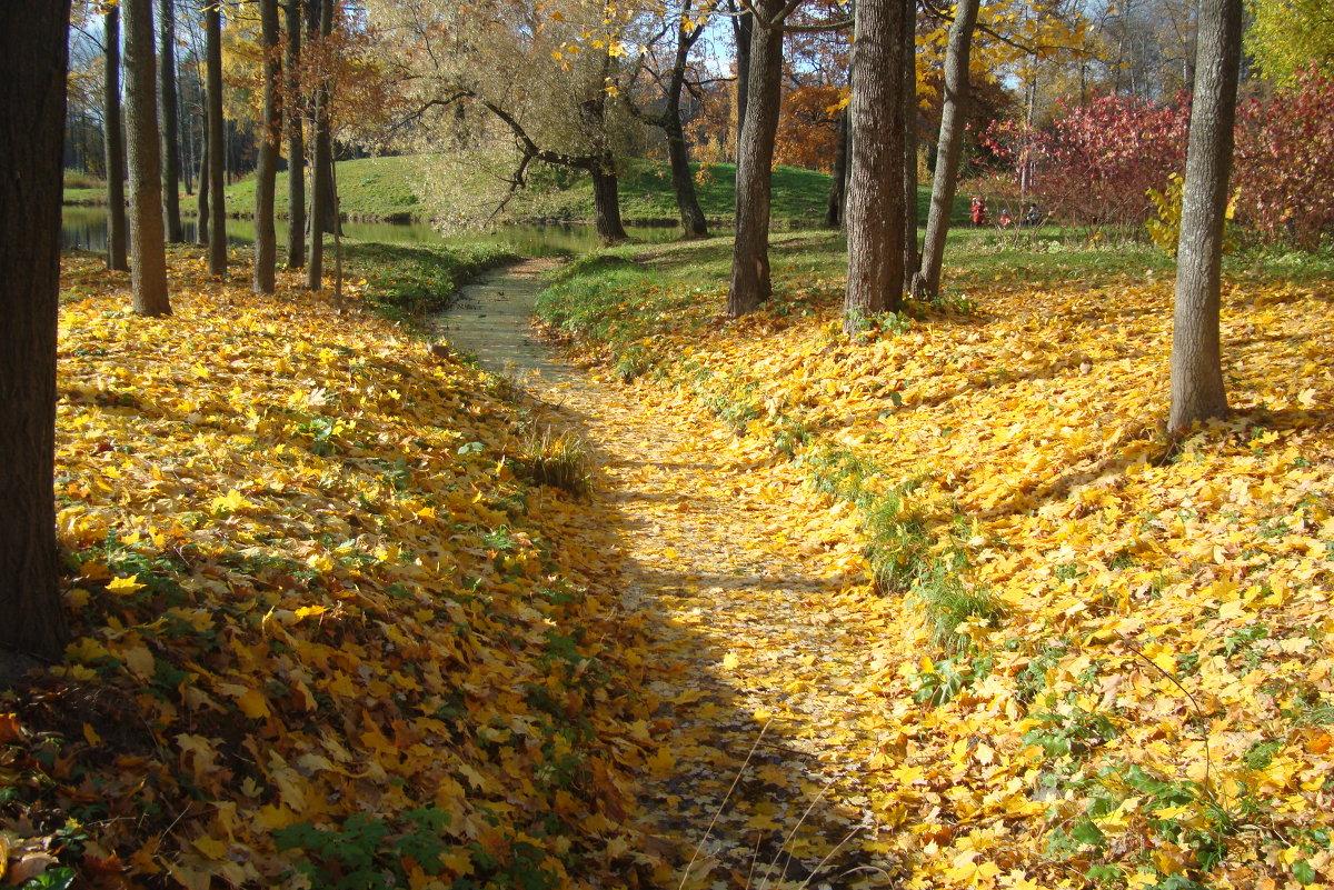 Александровский парк осенью - Светлана Шарафутдинова Александровский парк осенью - Светлана Шарафутдинова