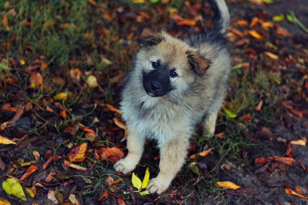 Осенньий пес - Алексей Кудрявцев